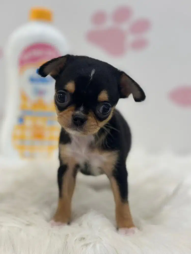 Mini Chihuahua Sh x Lh