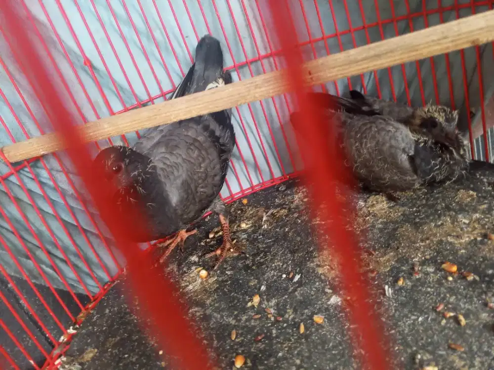 Anakan Merpati SM jalak kebo