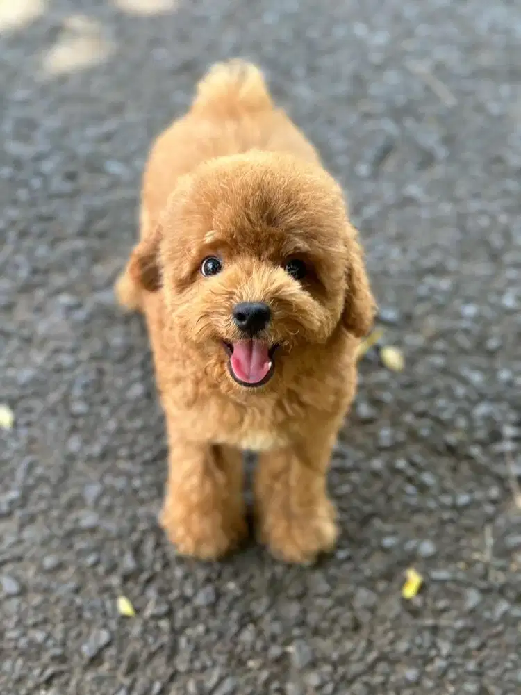 Tiny Poodle Red (White Missmark)