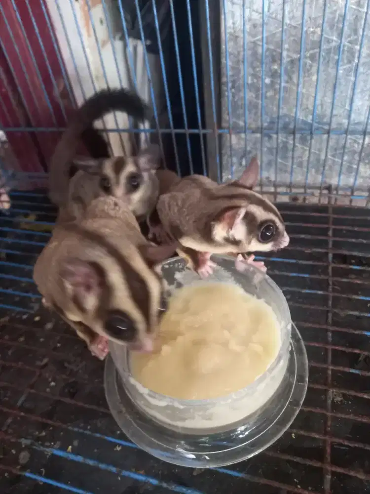 Punya Sugar glider jantan 2 betina 1