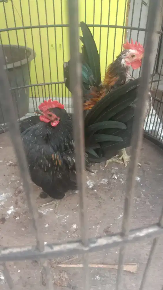 Ayam serama jantan