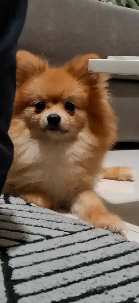 Anjing Pomeranian /  Minipom Trah Bagus