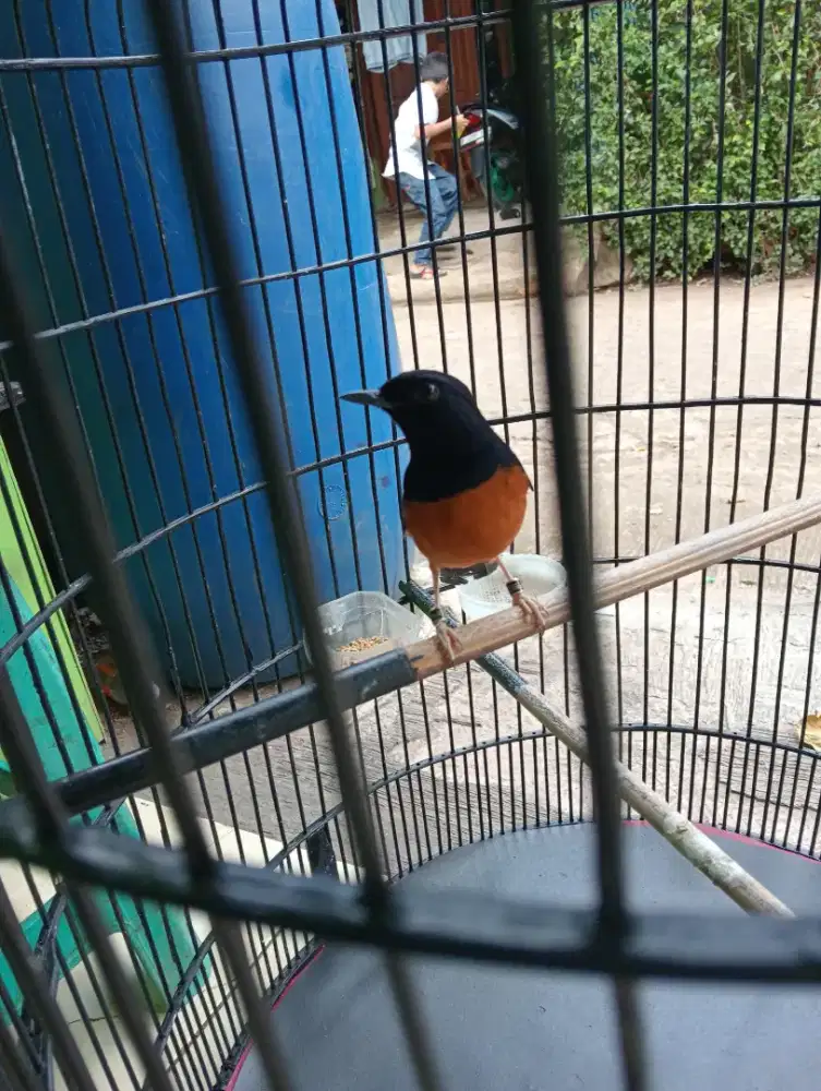 Di mahar Murai Medan Fulset Double Ring harian rajin udh jln lapangan