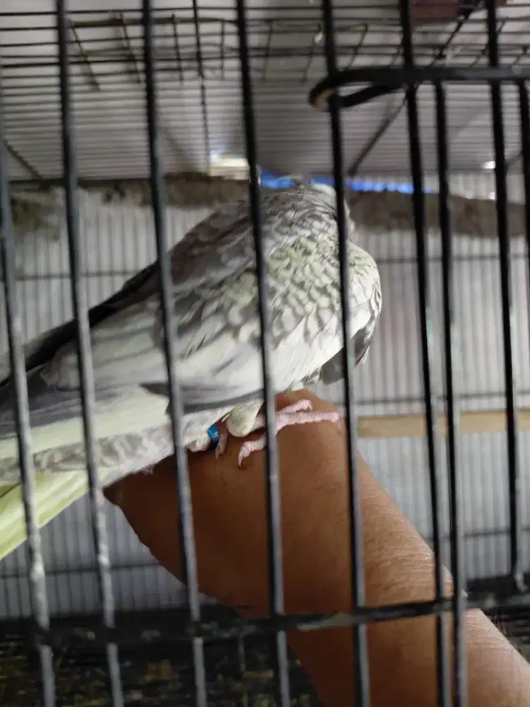 Falk parkit australia pied