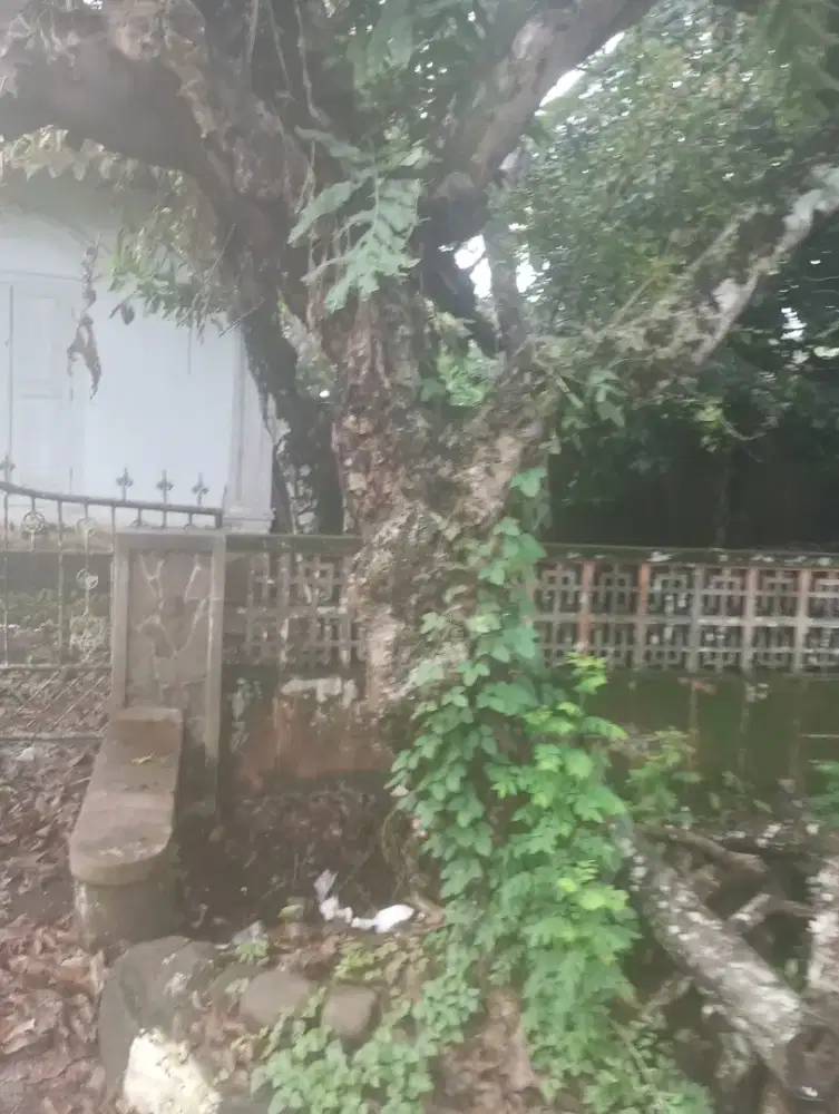 Kamboja fosil umur 60 th