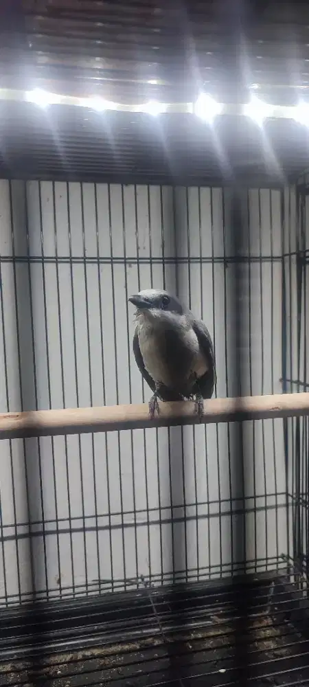 Petulak jawa terpantau bunyi