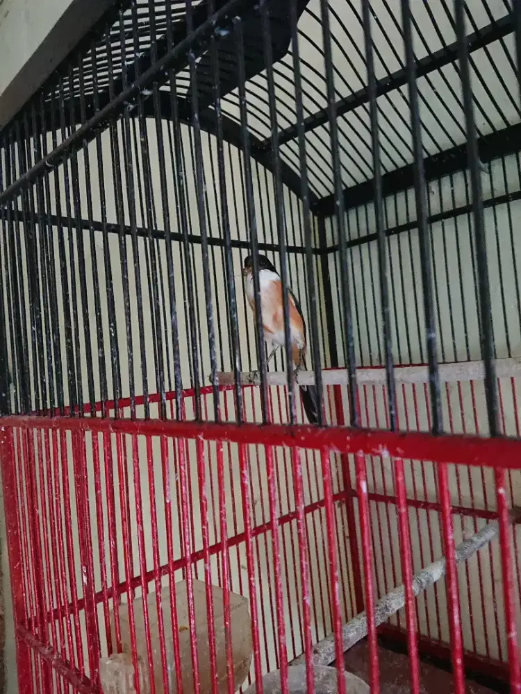 Burung pentet cendet pore total jinak lalat