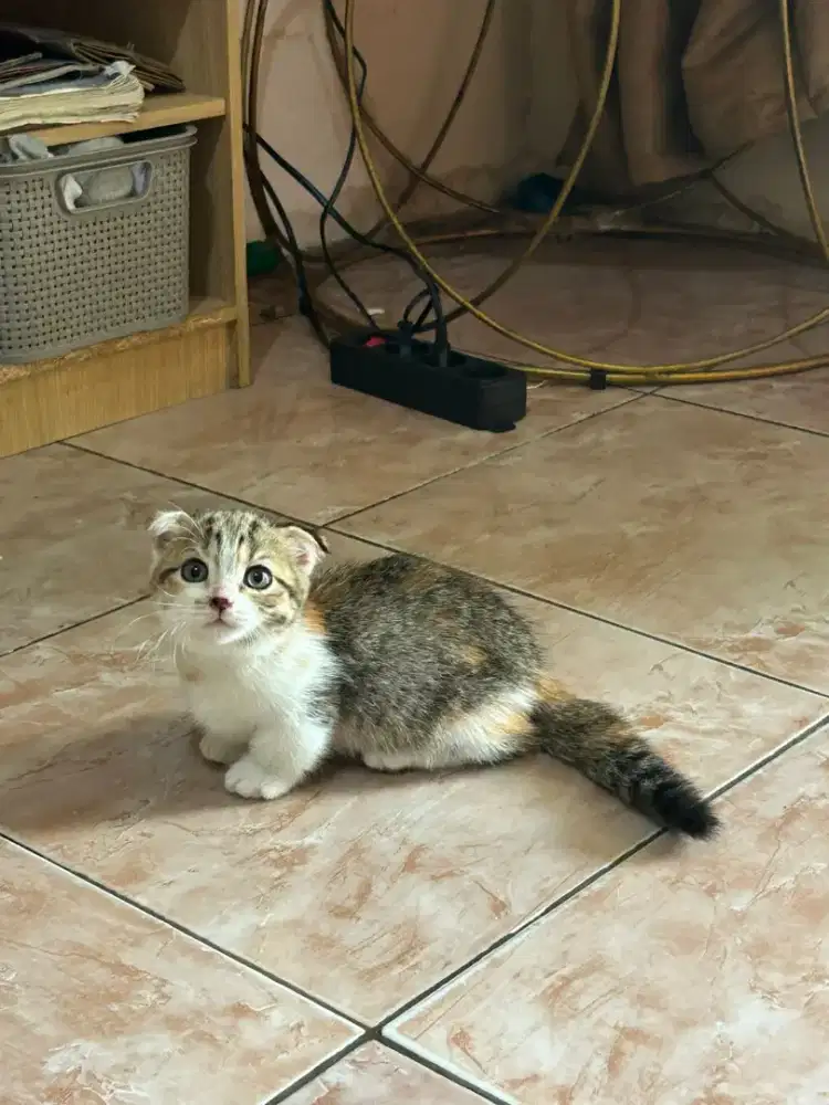 Munchkin BSH Fold Betina