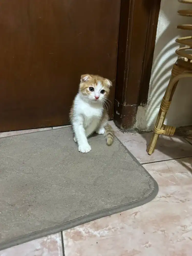 Scotish Fold Bicolour Red Jantan