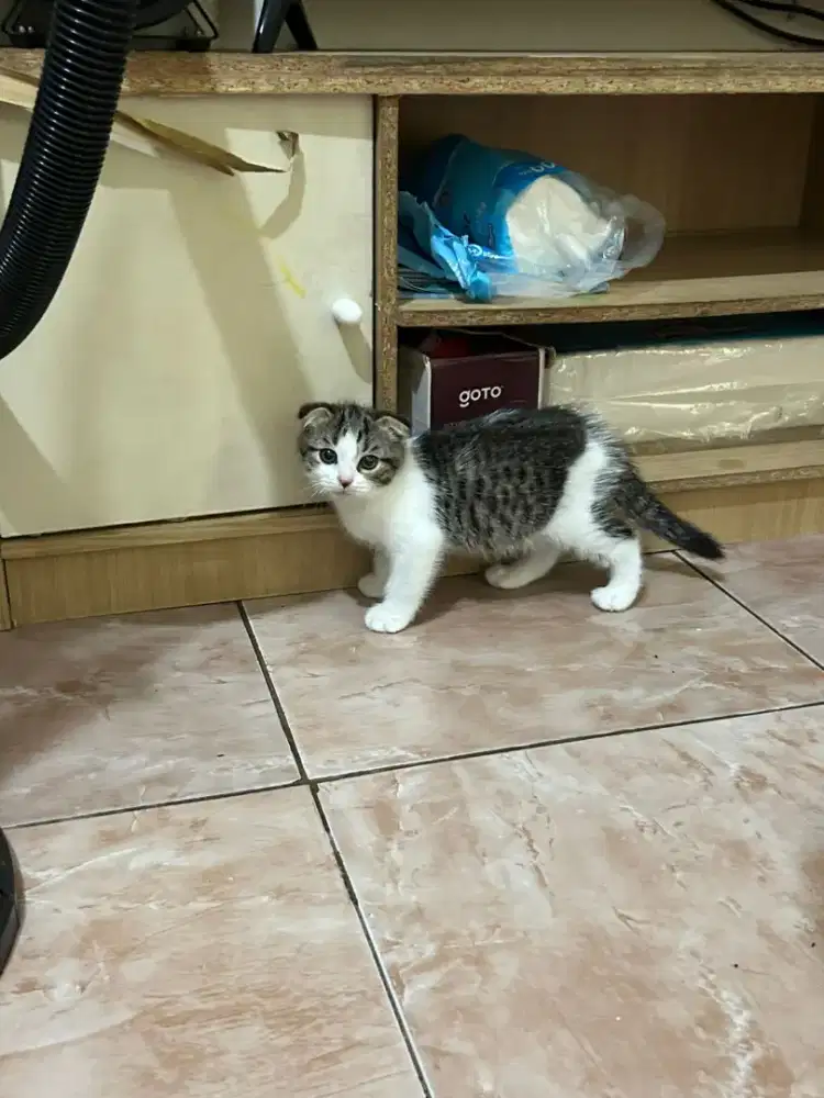 Scotish Fold Bicolour Taby Jantan