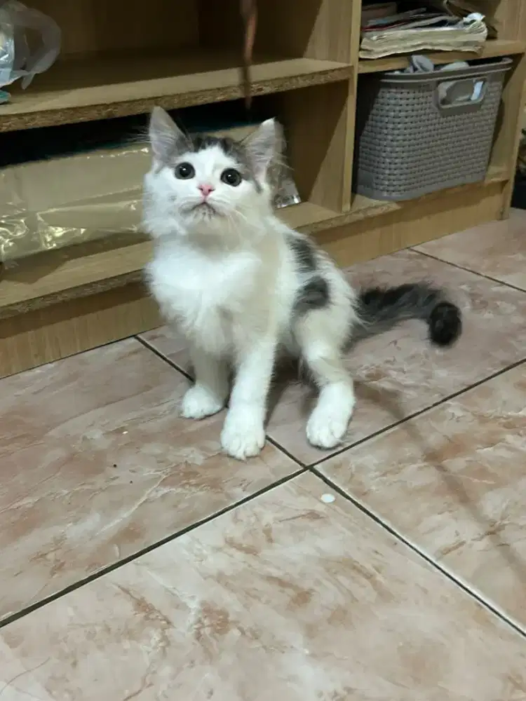 Munchkin Non Standar (Kaki Panjang) Betina