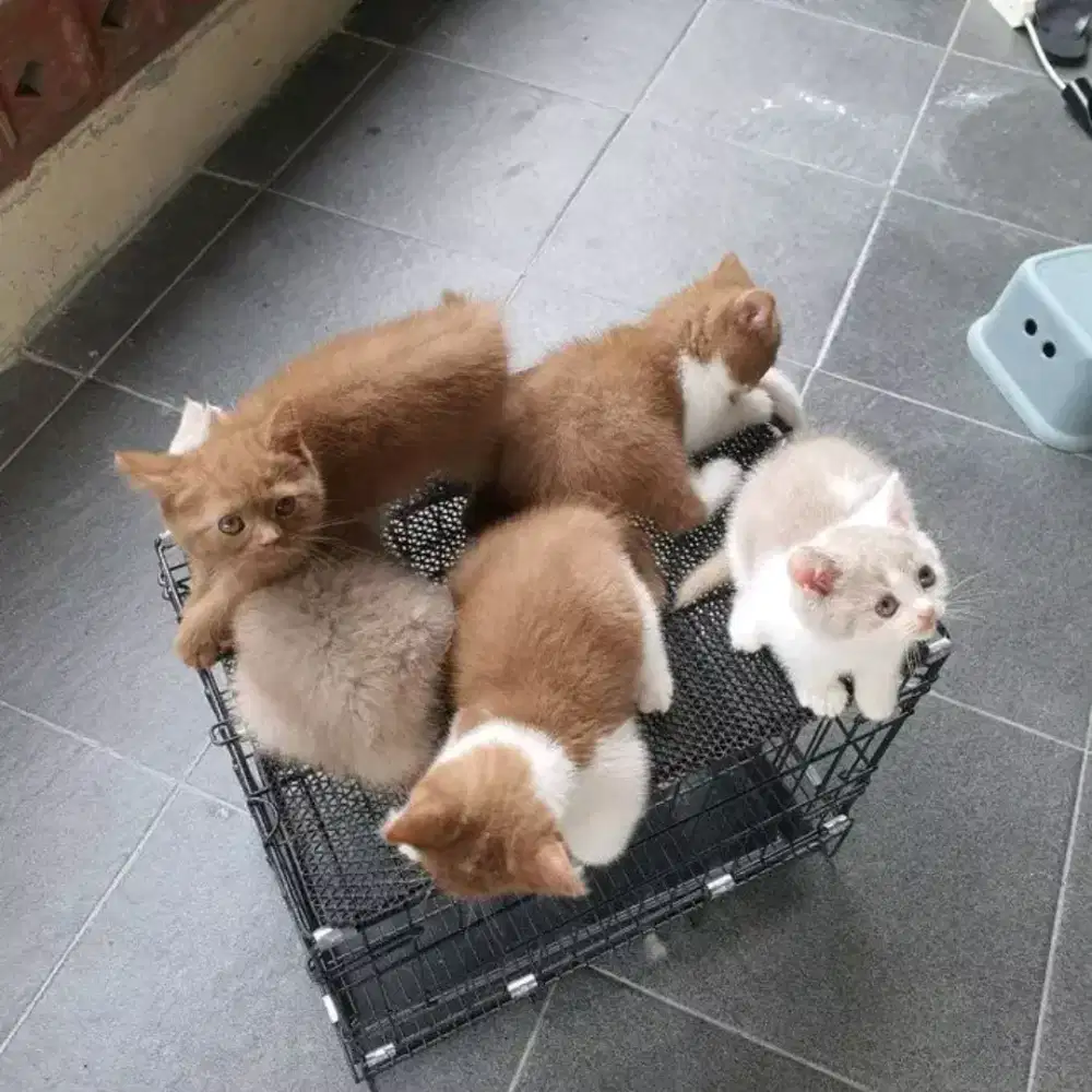 open bokeed bsh cinamon and lilac