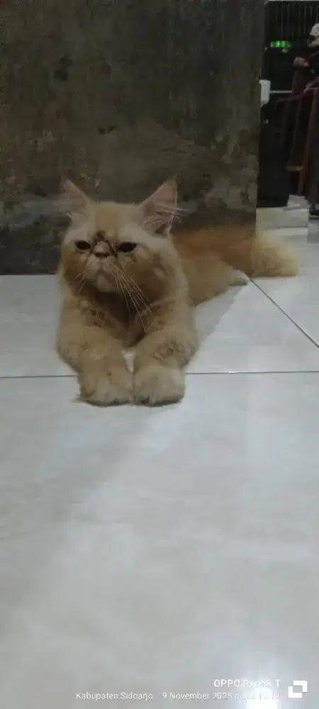 kucing peaknose
