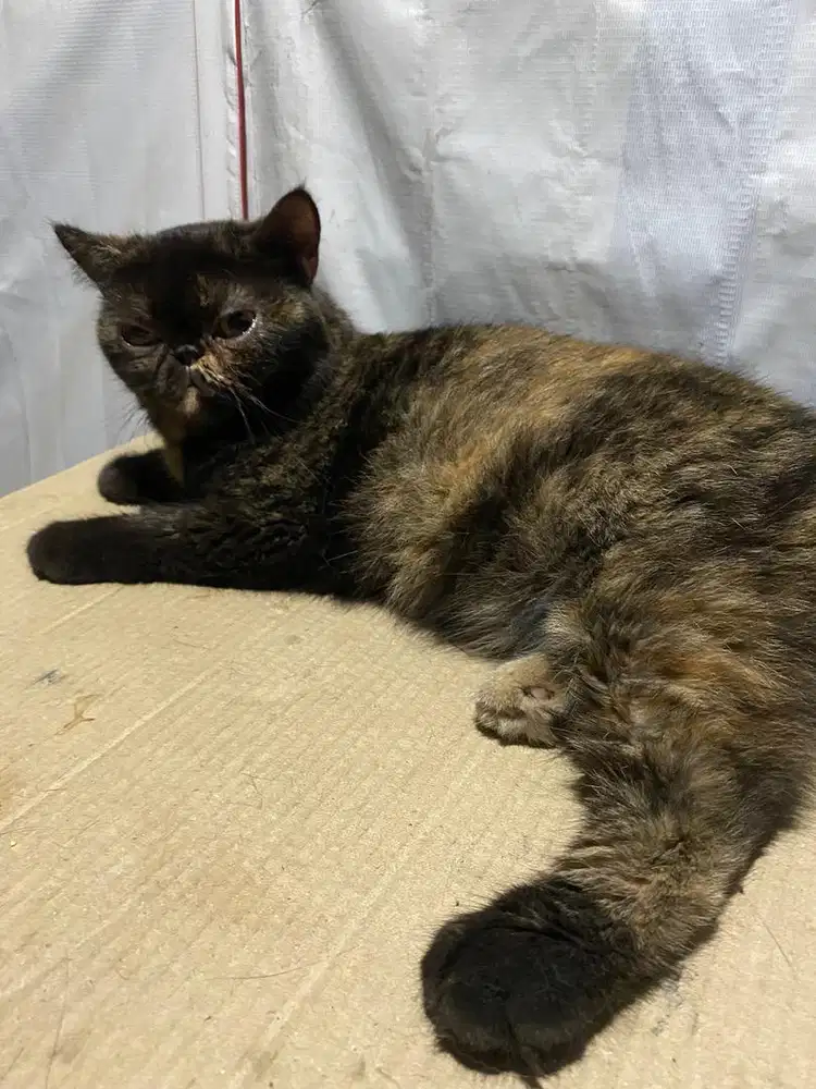 Kucing Exotic Shothair Betina