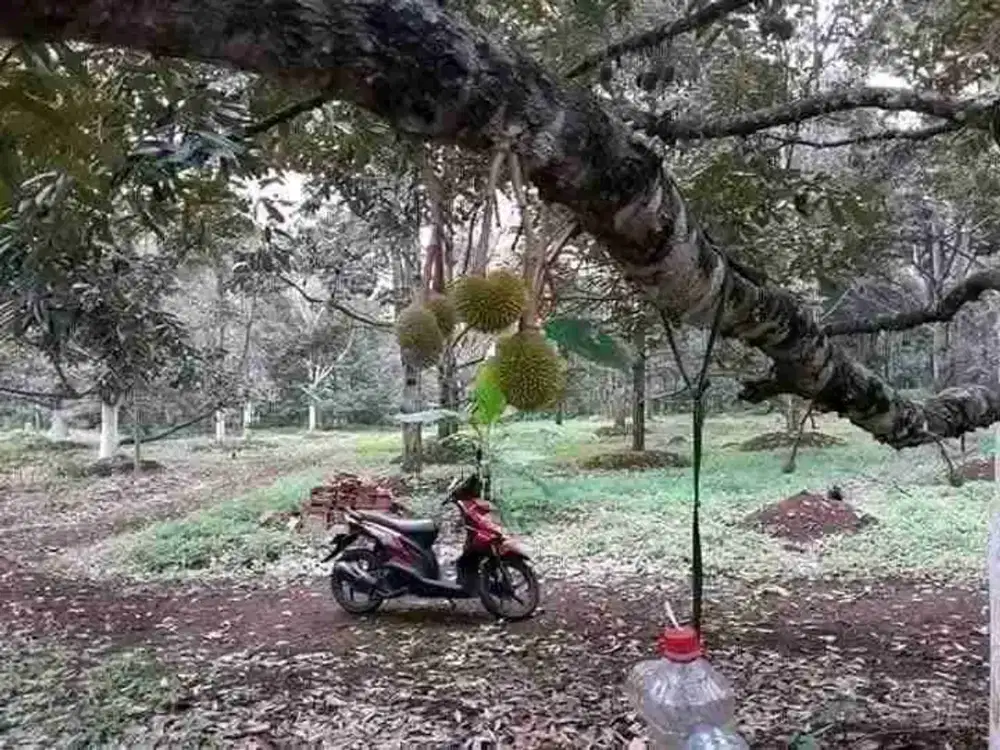 DIJUAL KEBUN DURIAN MURAH MIJEN SEMARANG