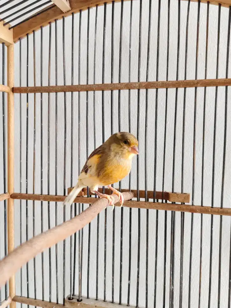 Kenari betina siap kawin