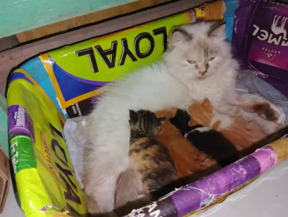 Anak kucing indukan himalaya