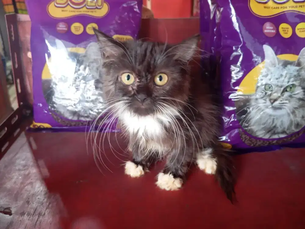 Kitten Persia 3 bln betina
