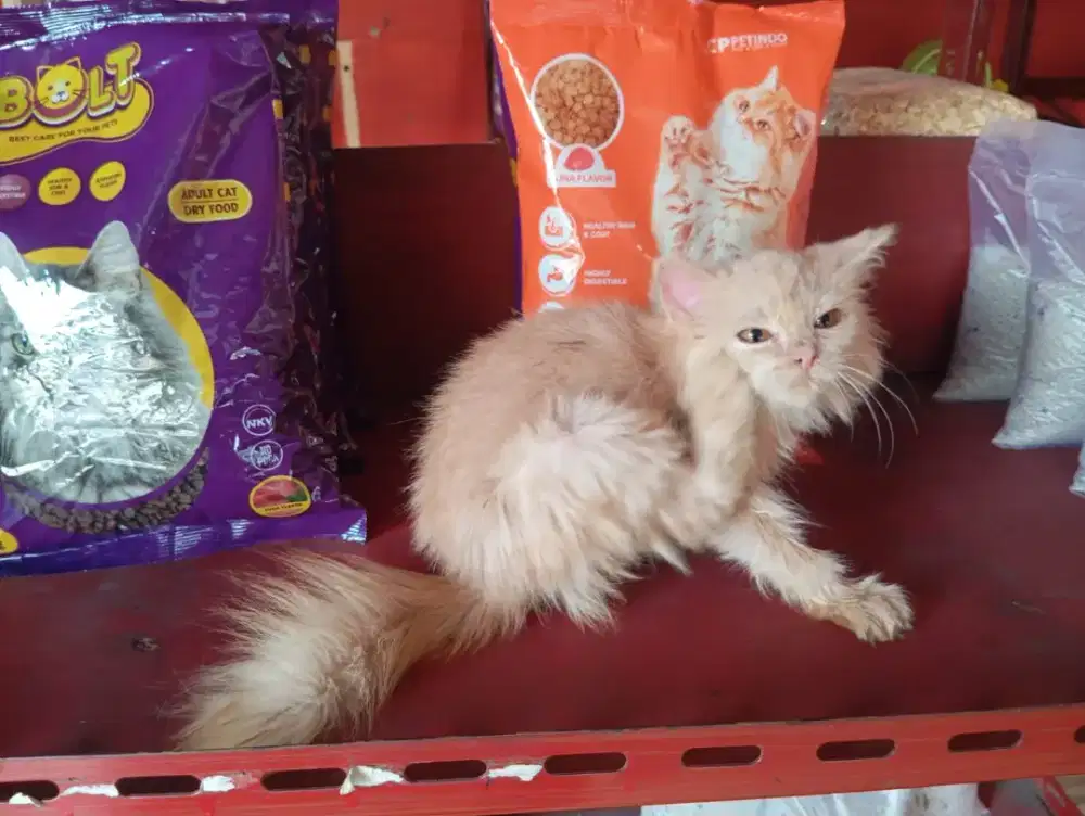 Anakan betina Persia 3 bln