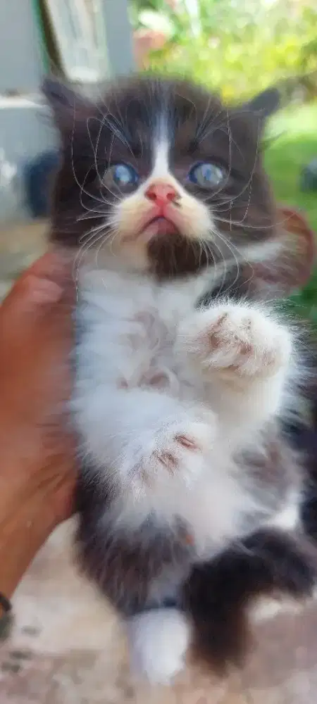 OPEN ADOPSI KUCING PERSIA