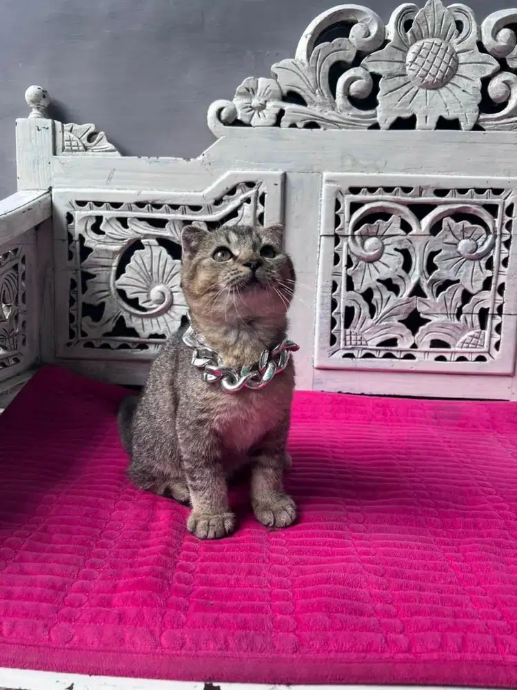 scottish fold single