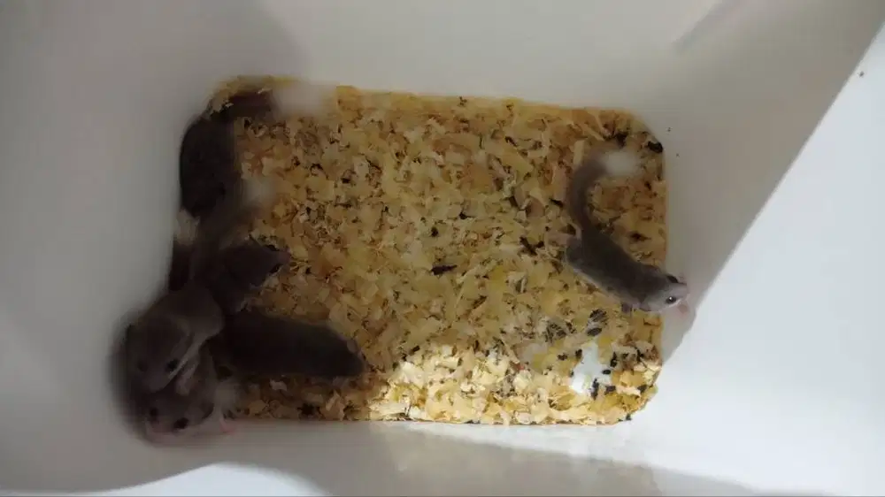 10 ekor Dormice atau Tupai Mini Afrika