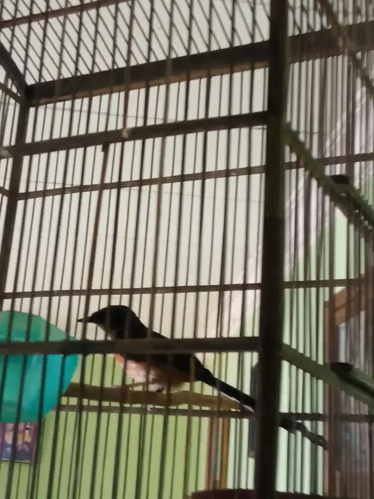 Burung murai batu Medan betina