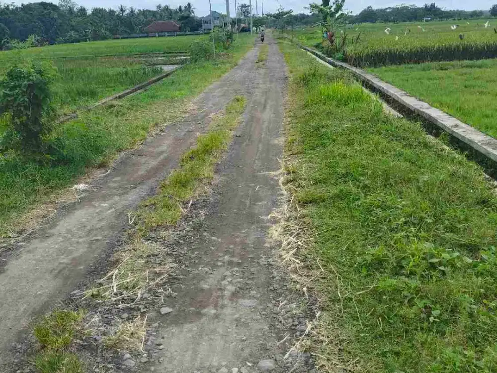 sawah moyudan sleman