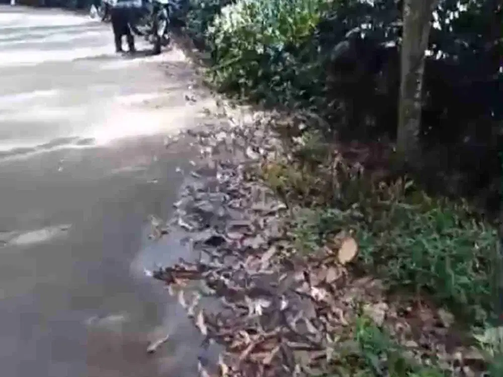 Jual kebun kopi pangalengan 2 Ha, garapan dgn PERHUTANI