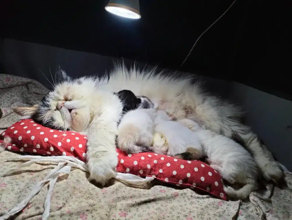 Kucing peaknose+4anak