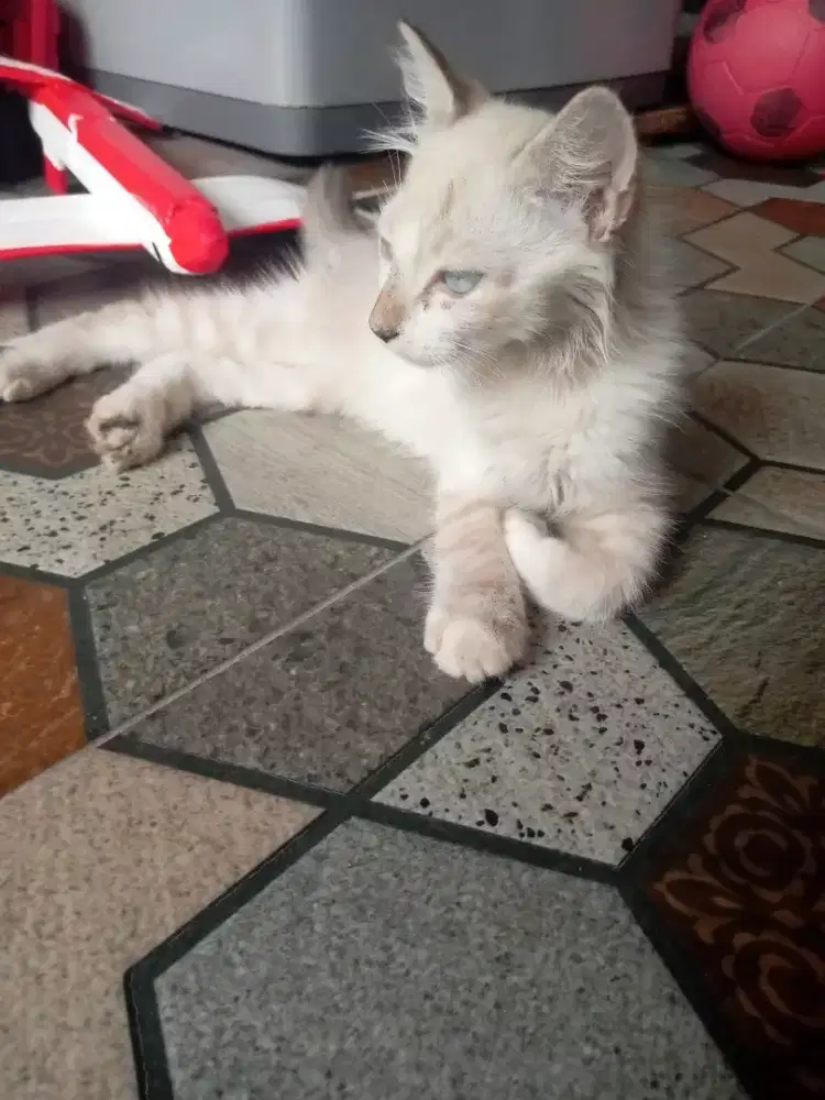 Kucing Himalaya dijual murah