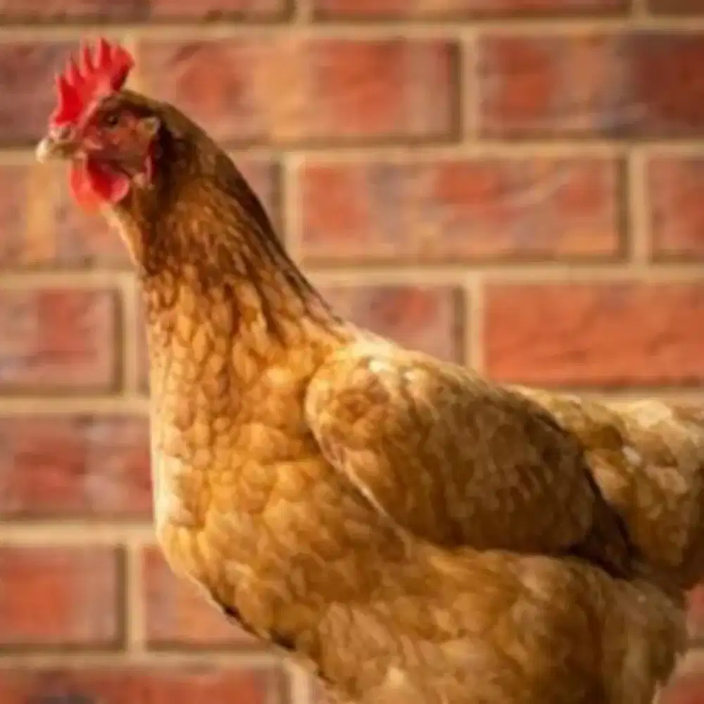 Jual murah Ayam petelur bukan kalkun bebek burung atau ikan