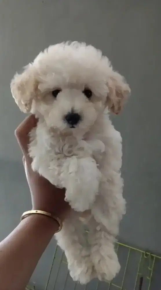Anak anjing Poodle