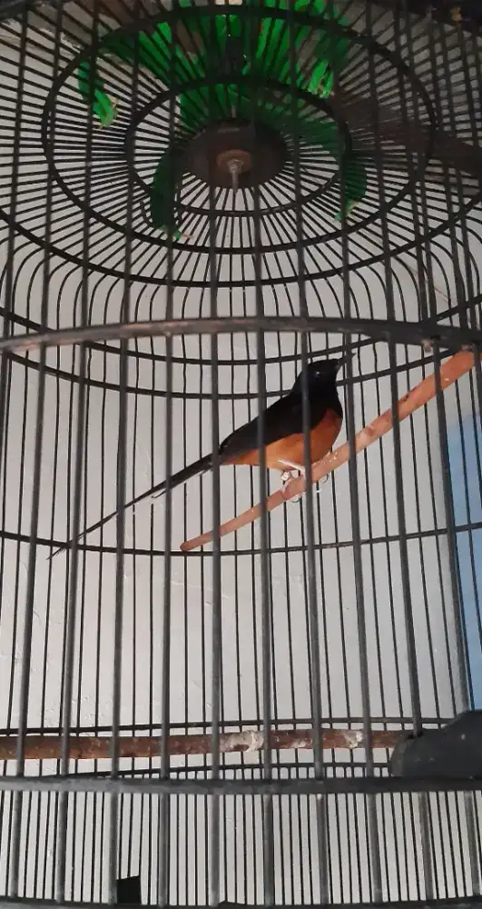 Burung murai batu medan