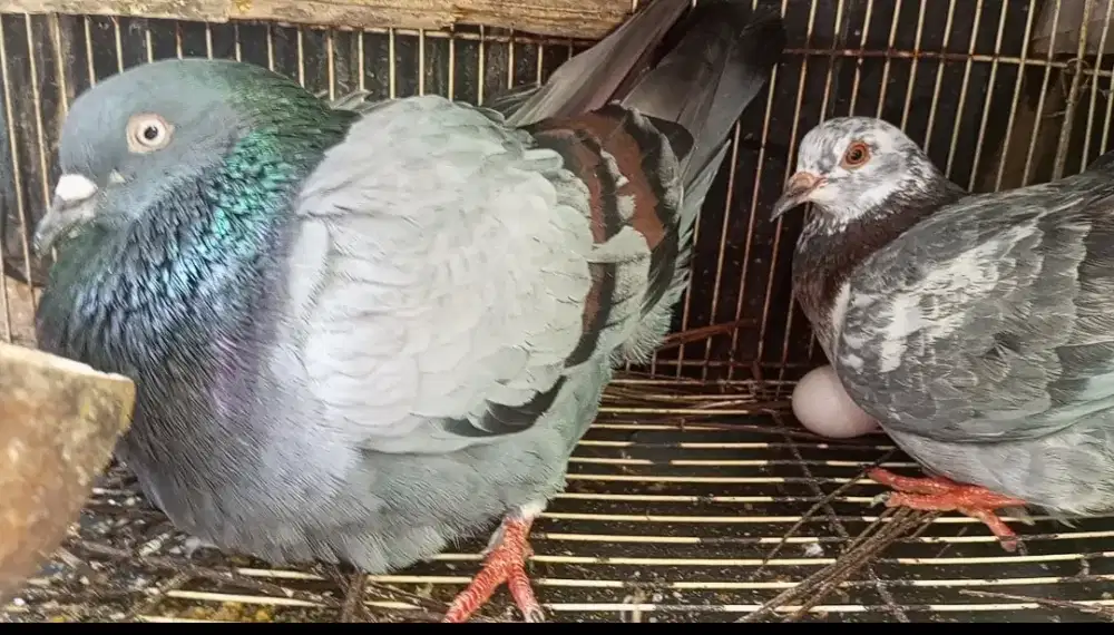 Jual Cepat Burung dara, bukan ayam kalkun ikan sugar glider bebek