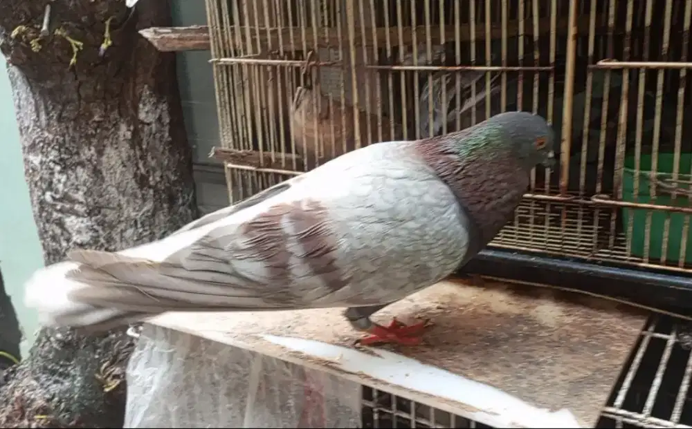 Jual Cepat burung dara jantan bukan ayam kalkun bebek ikan murai sapi