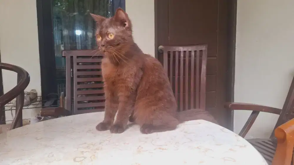 Bsh cinamon betina 10 bln