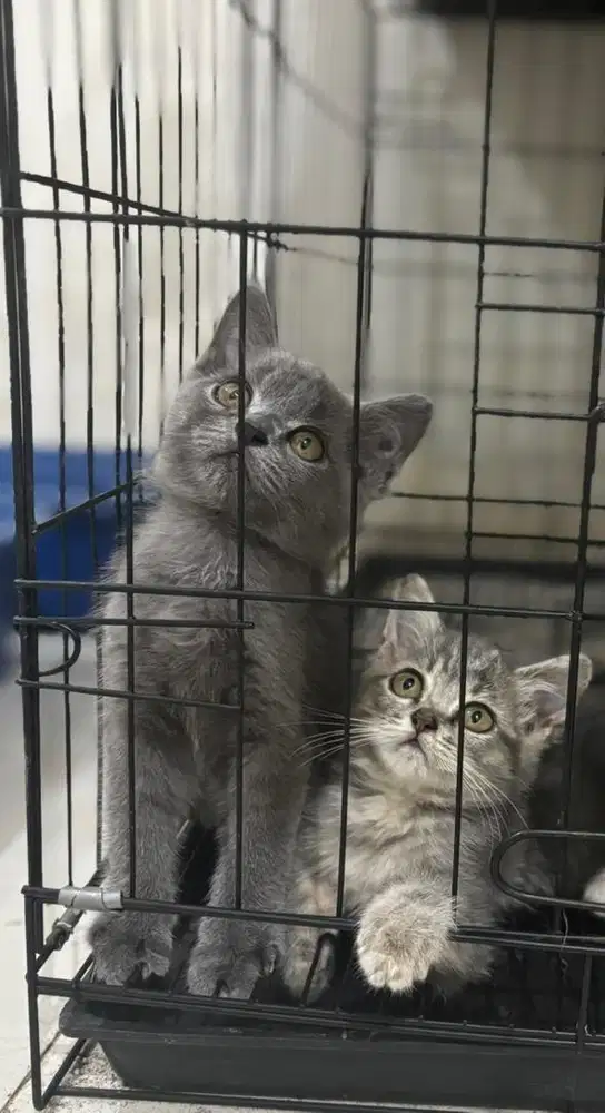 Bsh kitten blue solid