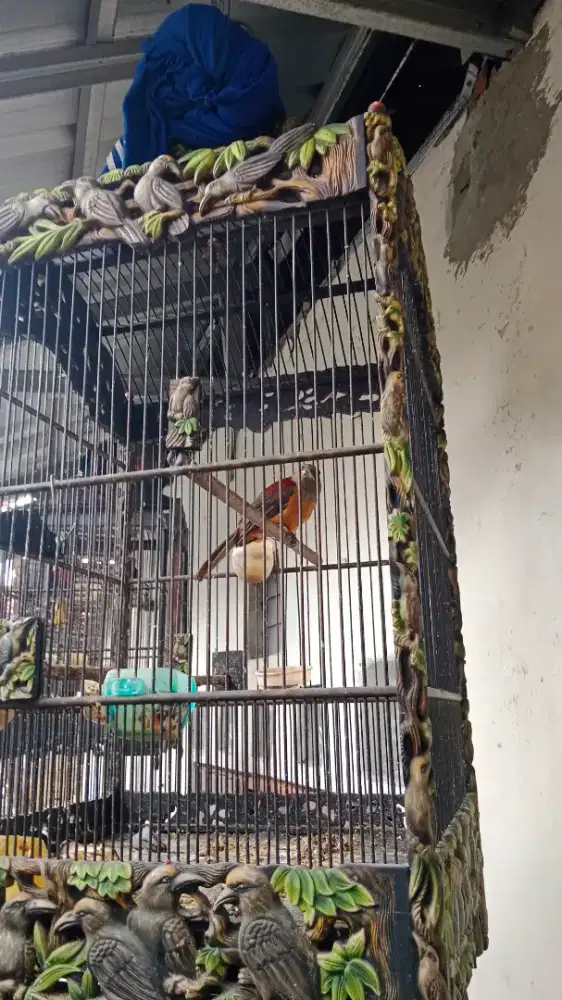 Burung pitohui/cicak papua