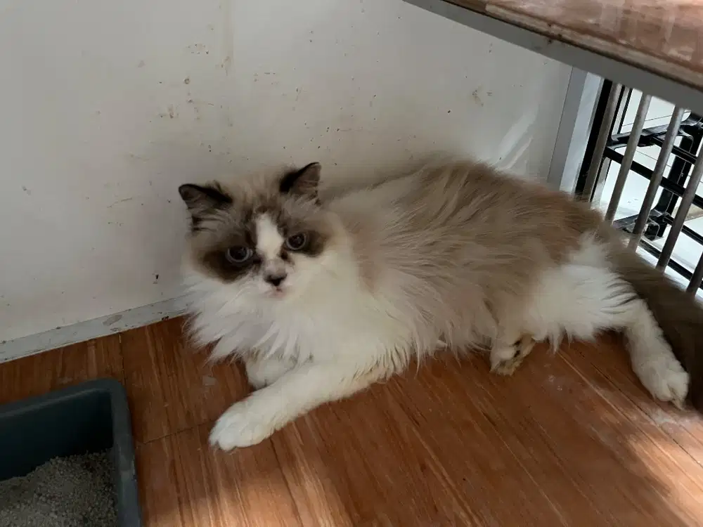 Lepas adop Ragdoll betina