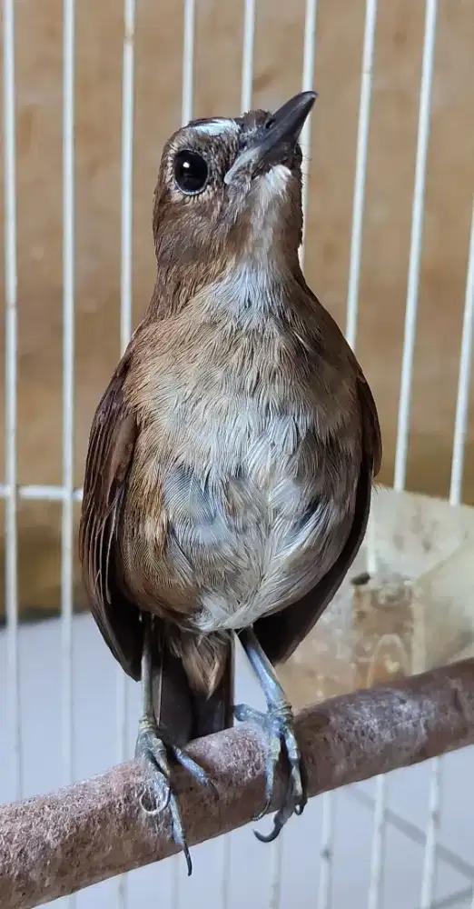 Jongkangan coklat gacor teler