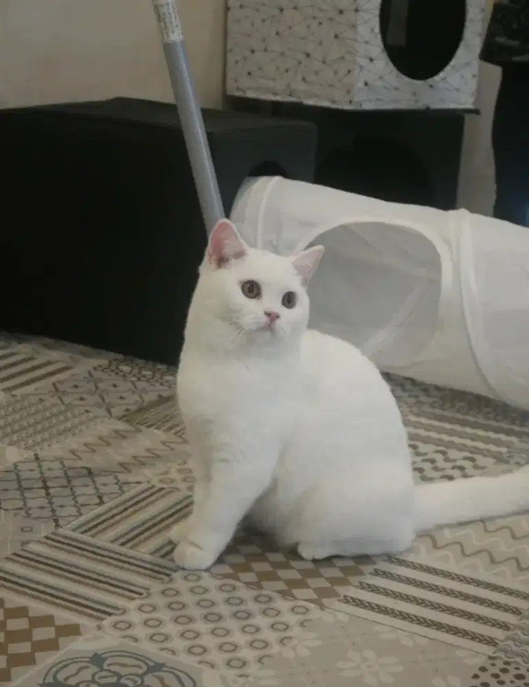 British shorthair female white Pedigree WCF proven