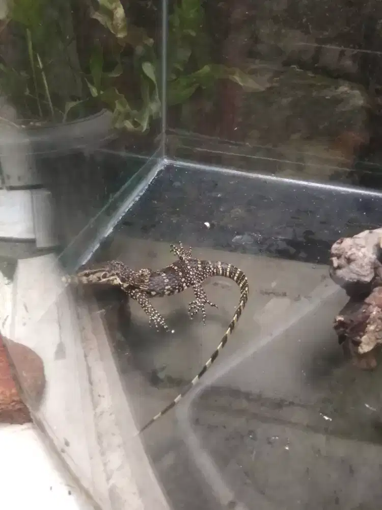 Anakan baby biawak