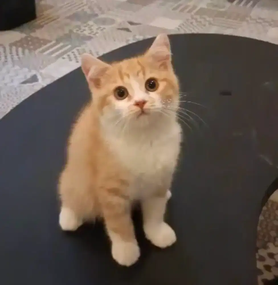 British shorthair male bicolor cream kitten nonped