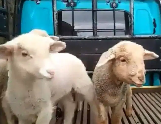 4 ekor cempe anakan domba merino 4 bulan 1 jantan 3 betina siap ternak