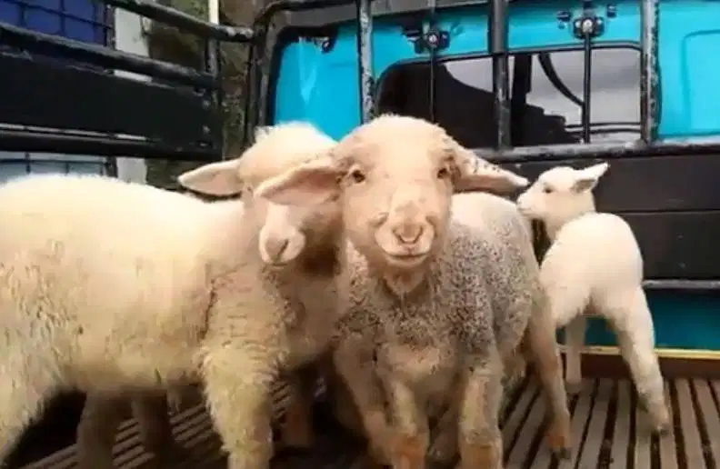 paketan 4 ekor anakan domba merino super 1 jantan 3 betina 4 bulan top