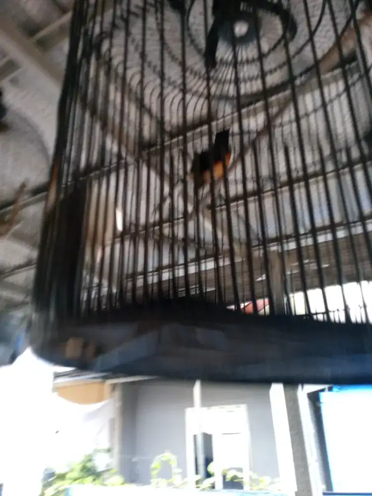 Murai jantan minus terlalu jinak