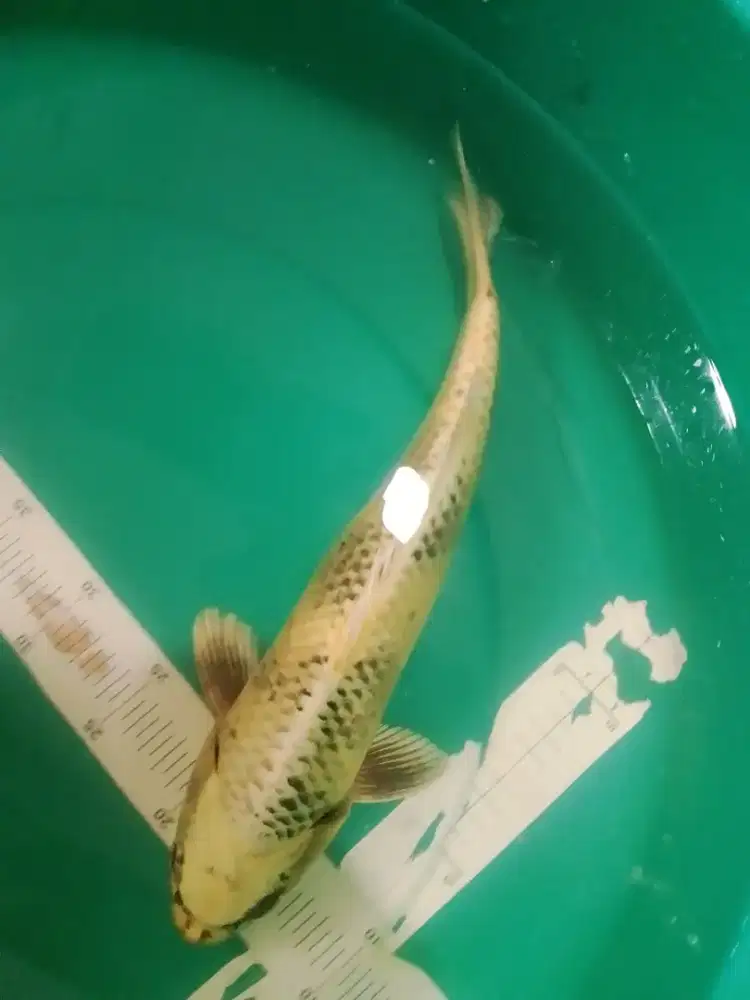 Ikan koi jenis Kin Utsuri 40cn antik