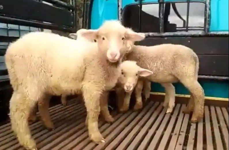 4 ekor cempe anakan domba merino super 4 bln 1 jantan 3 betina rawatan