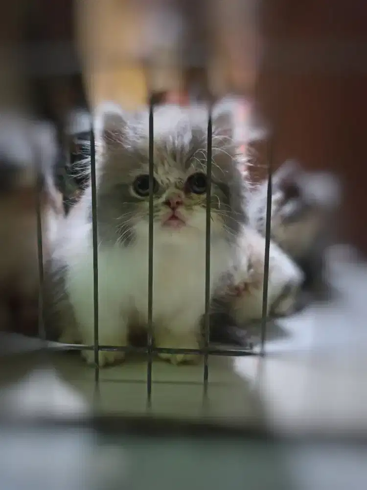 Kitten Persia kaki pendek